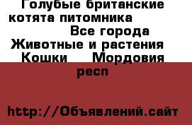 Голубые британские котята питомника Silvery Snow. - Все города Животные и растения » Кошки   . Мордовия респ.